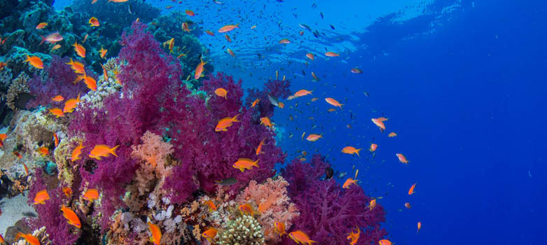 马尔代夫圣塔拉富士岛浮潜