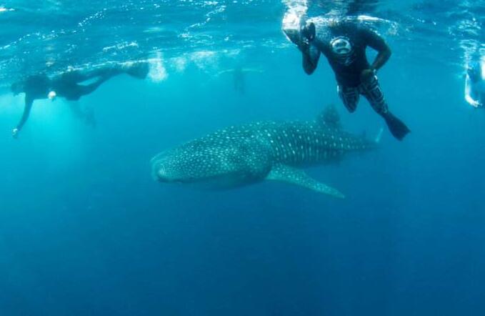 马尔代夫鲸鲨