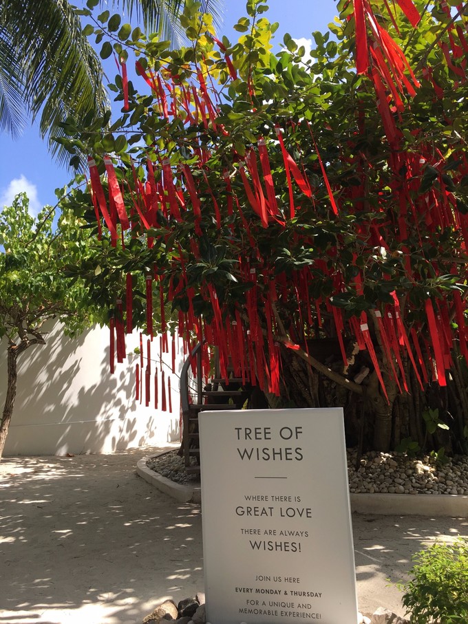 马尔代夫迪瓦岛许愿树