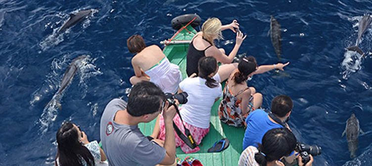 卡娜丽芙岛海豚游船 （Dolphin Cruise）