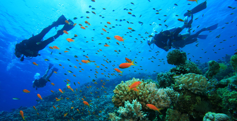 泰姬珊瑚岛浮潜