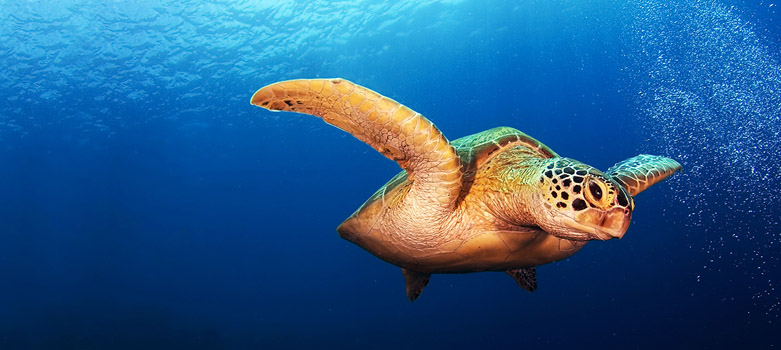 马尔代夫瓦度岛浮潜