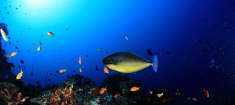 马尔代夫白雅湖岛浮潜