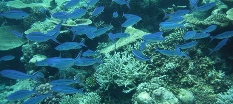 马尔代夫萨芙莉岛浮潜