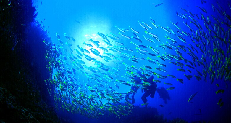 马尔代夫蓝色美人蕉岛浮潜