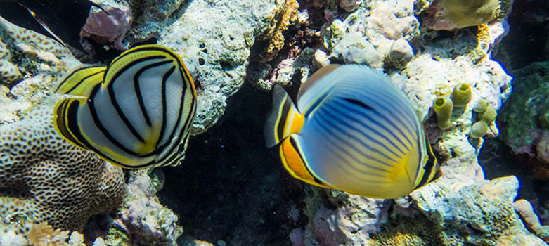 隐居岛潜水 Diving